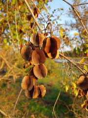 Combretum hereroense
