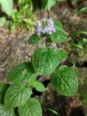 Mentha