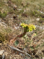 Sempervivum heuffelii