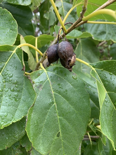 Cordia subcordata observed 2022-08-07