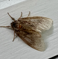 Peridea basitriens