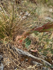 Sempervivum heuffelii