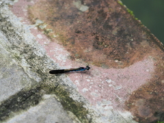 Heliocypha perforata