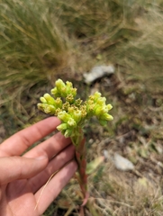 Sempervivum heuffelii