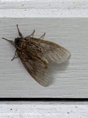 Peridea basitriens
