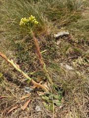 Sempervivum heuffelii