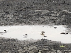 Calidris canutus