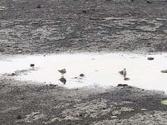 Calidris canutus