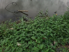 Ipomoea aquatica