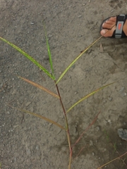 Poaceae