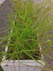 Poaceae