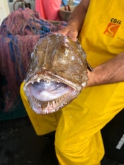 Lophius piscatorius