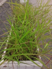 Poaceae