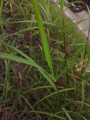 Poaceae