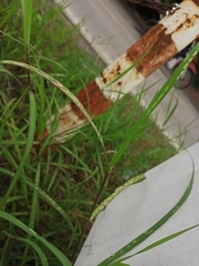 Poaceae