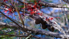 Hakea orthorrhyncha