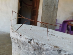 Cladoxerini