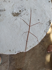 Cladoxerini