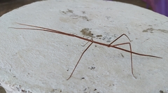 Cladoxerini