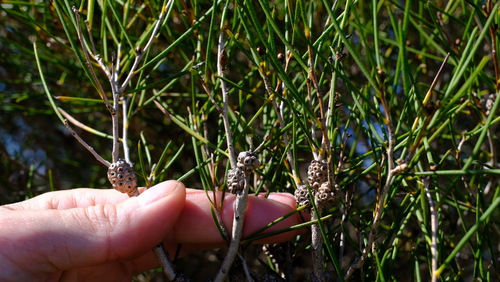 Melaleuca concreta observed 2022-07-12