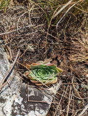 Sempervivum heuffelii