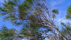 Hakea orthorrhyncha