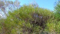 Melaleuca concreta