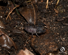 Urodacus planimanus