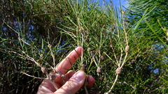 Melaleuca concreta