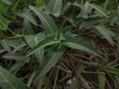 Ipomoea aquatica