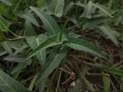 Ipomoea aquatica