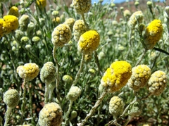 Calocephalus knappii