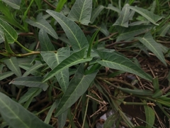 Ipomoea aquatica
