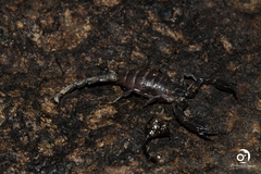 Urodacus planimanus