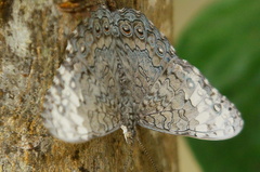 Hamadryas glauconome