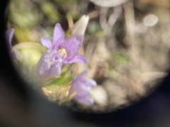 Gentianella ramosa