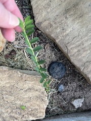 Phyllanthus evanescens