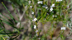 Cyanothamnus ramosus anethifolia