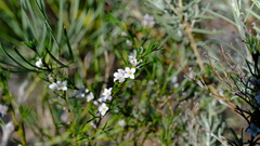 Cyanothamnus ramosus anethifolia