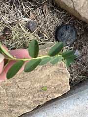 Phyllanthus evanescens