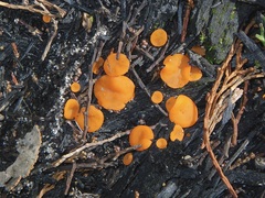 Pulvinula archeri