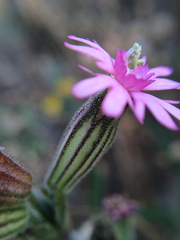 Silene scouleri scouleri