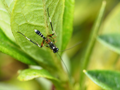 Leptobatopsis indica
