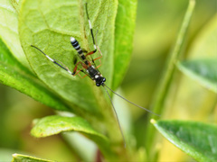 Leptobatopsis indica