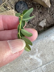 Phyllanthus evanescens