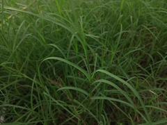 Poaceae