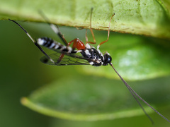 Leptobatopsis indica