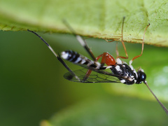Leptobatopsis indica