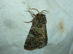 Olivenebula xanthochloris