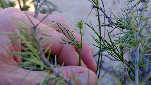 Image of Opercularia vaginata by (c) Peter Crowcroft, some rights reserved (CC BY)